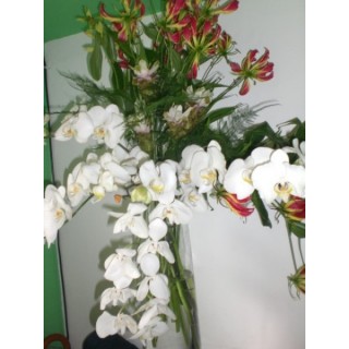 Arranjo com Orquídea Gloriosa